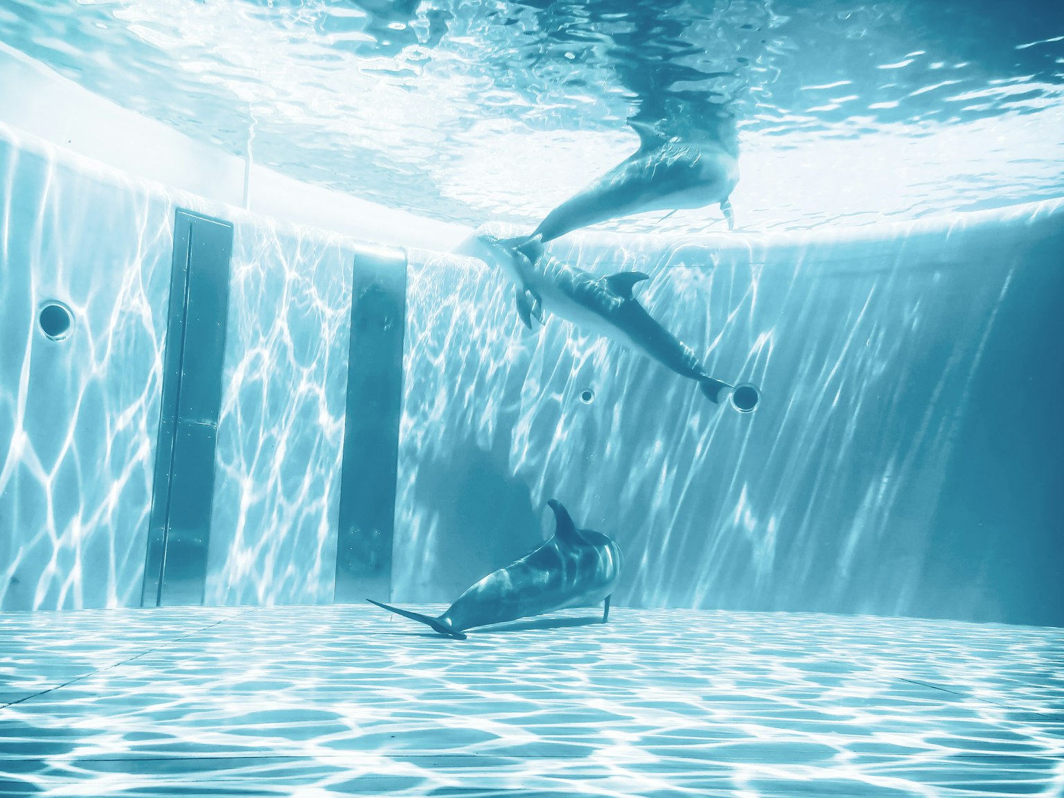 Hermosa escena de delfines jugando bajo el agua