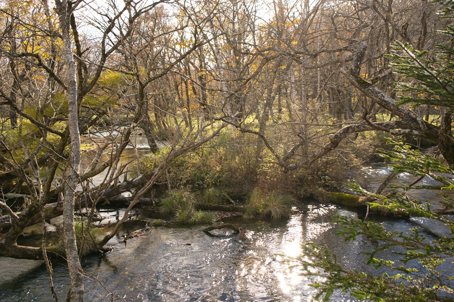 Calm landscape featuring a river flow and autumn trees