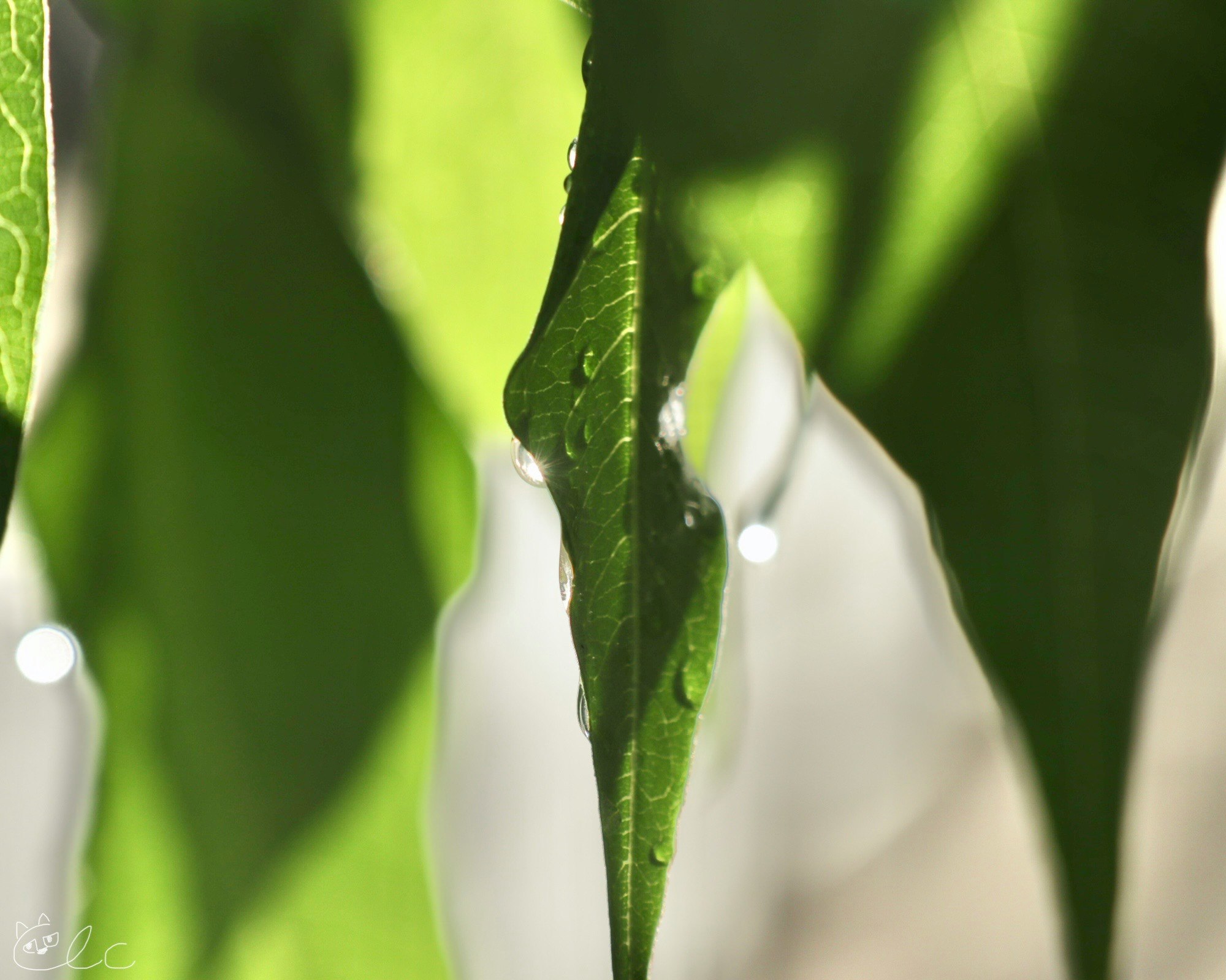 Close-up of rain-wet green leaves with water droplets