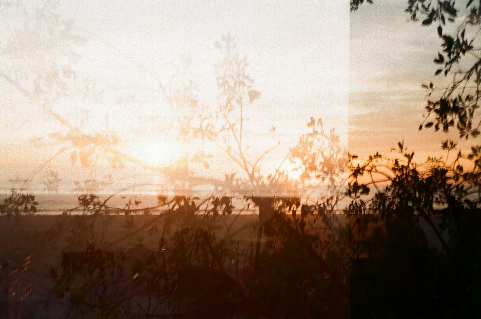 Paysage magnifique avec un coucher de soleil et des silhouettes de plantes superposées