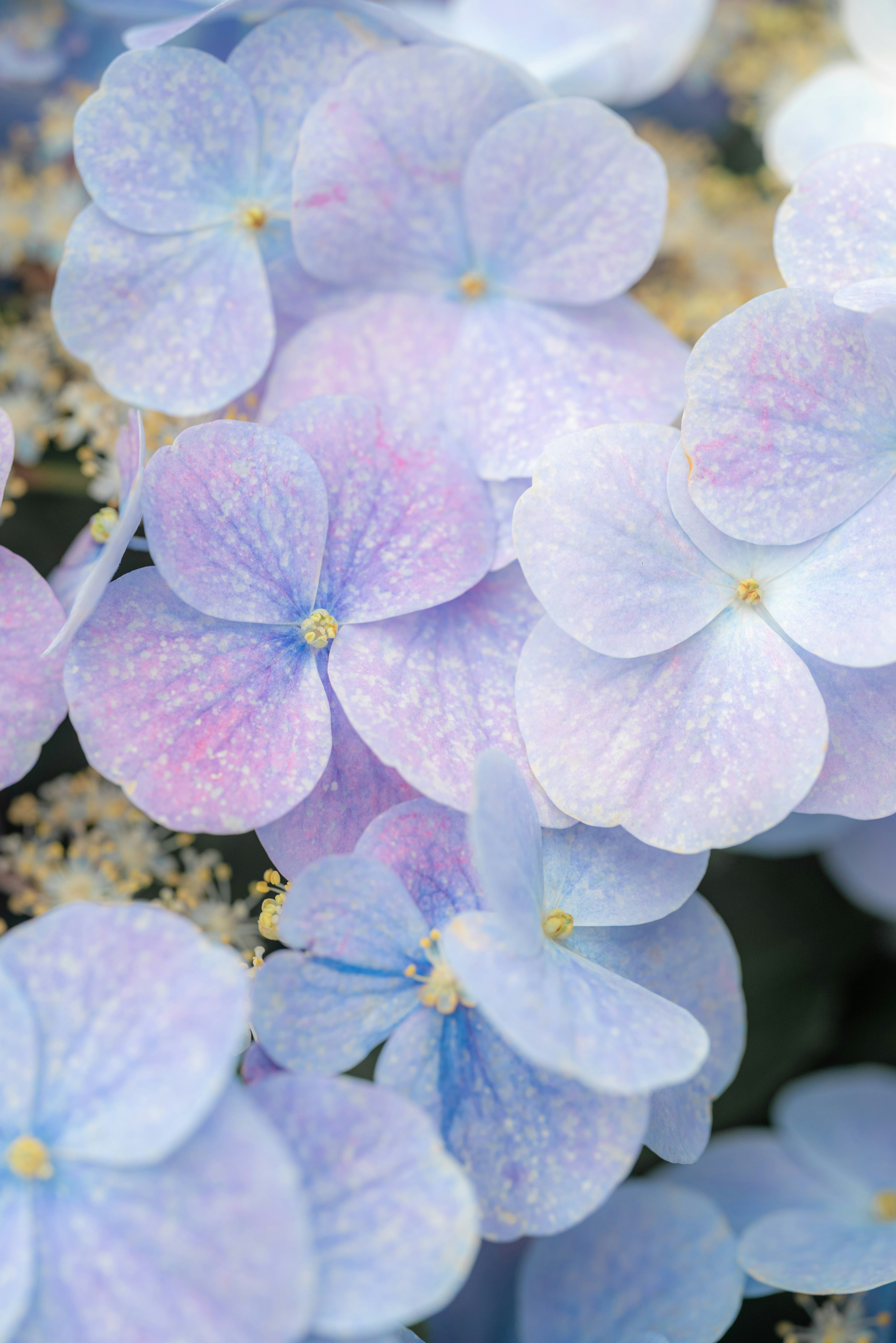 紫陽花の花びらが重なる青紫のクローズアップ