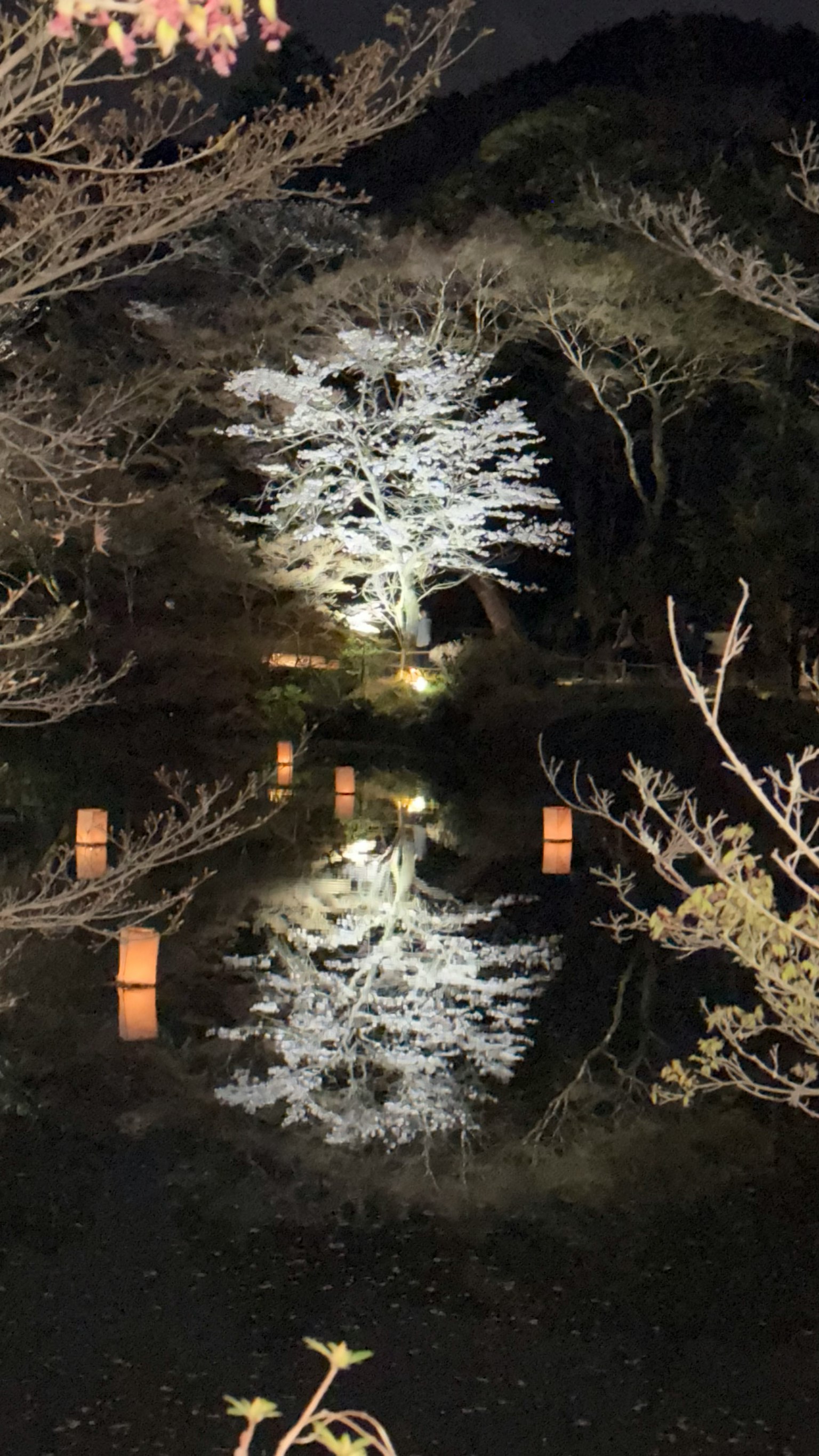 Árbol de cerezo blanco reflejado en un estanque nocturno con linternas