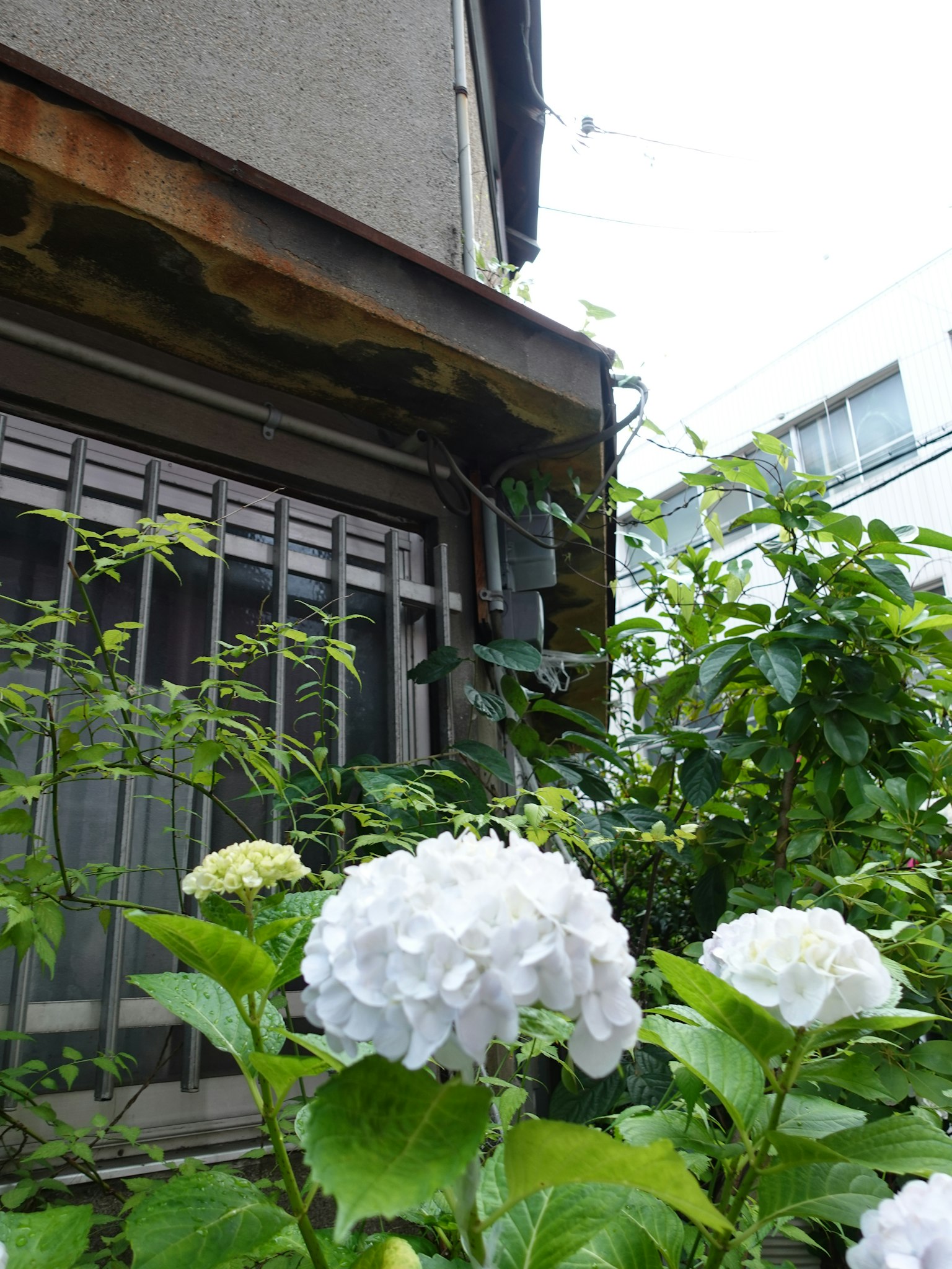 日本住宅旁的白色繡球花和綠色植物