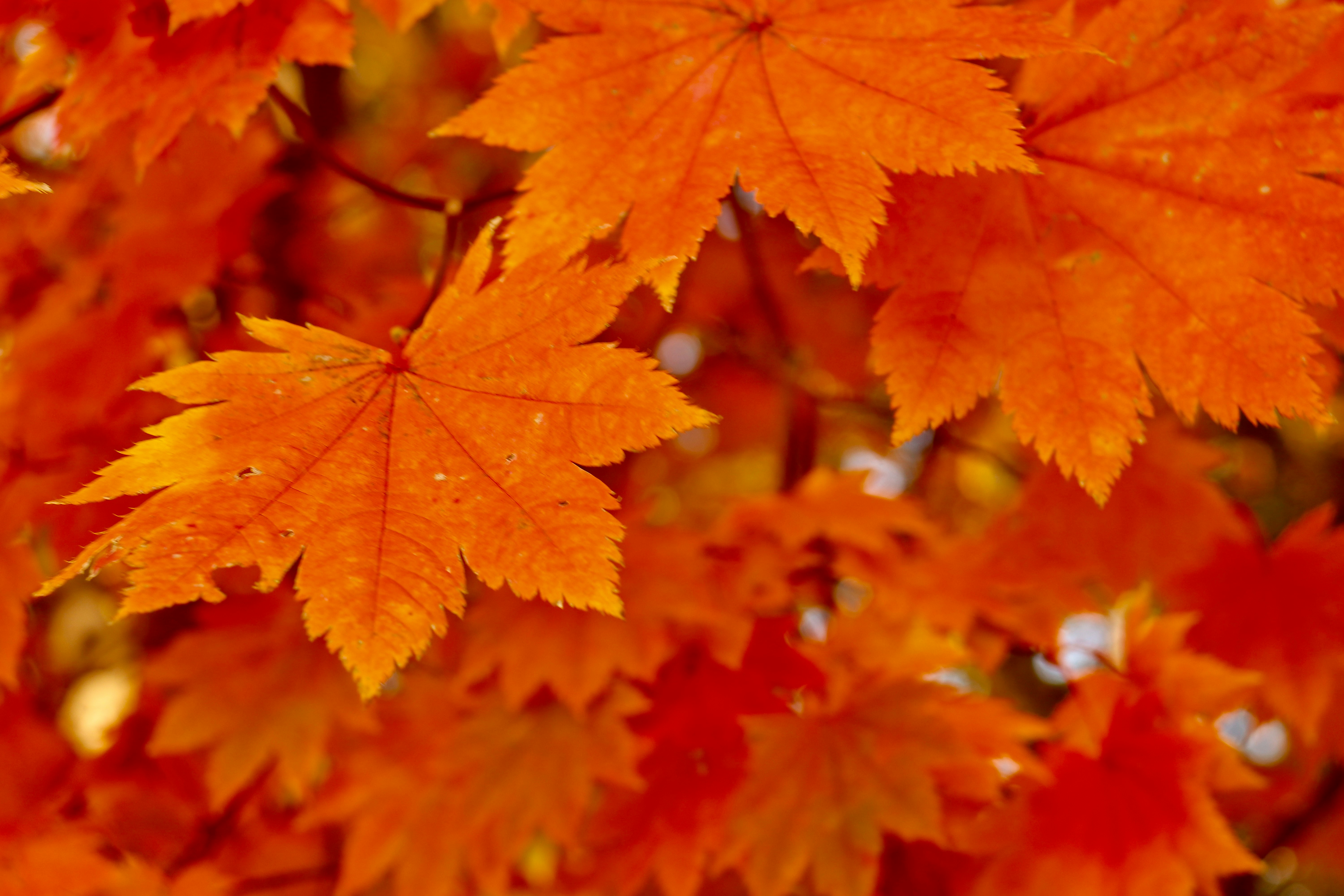 鮮やかな紅葉の葉が重なる秋の木々のクローズアップ