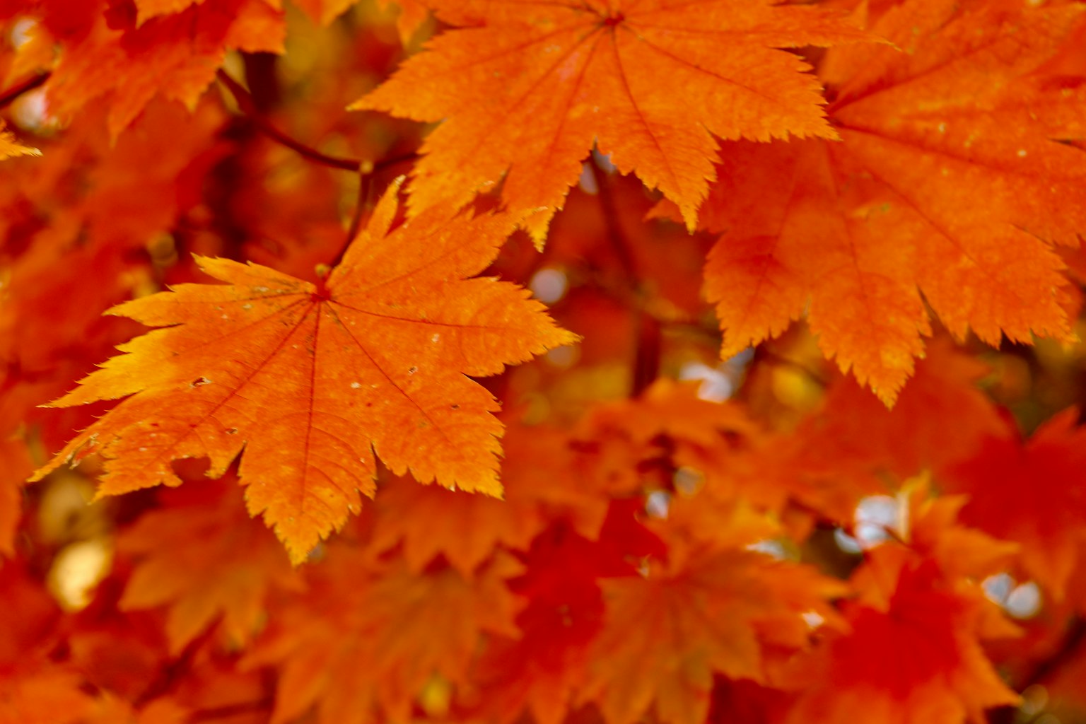 Daun maple oranye cerah saling tumpang tindih