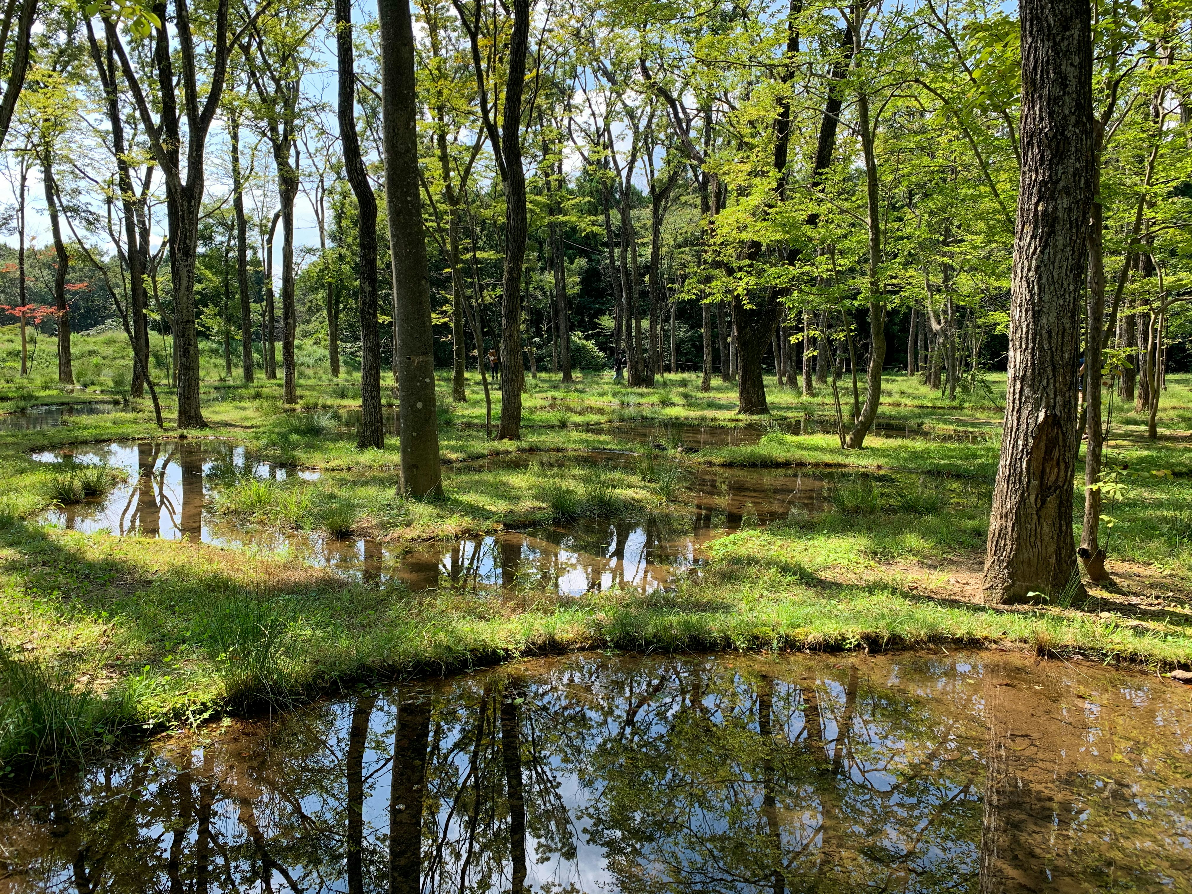 paisaje natural verde con un pequeño arroyo y charcos en el bosque