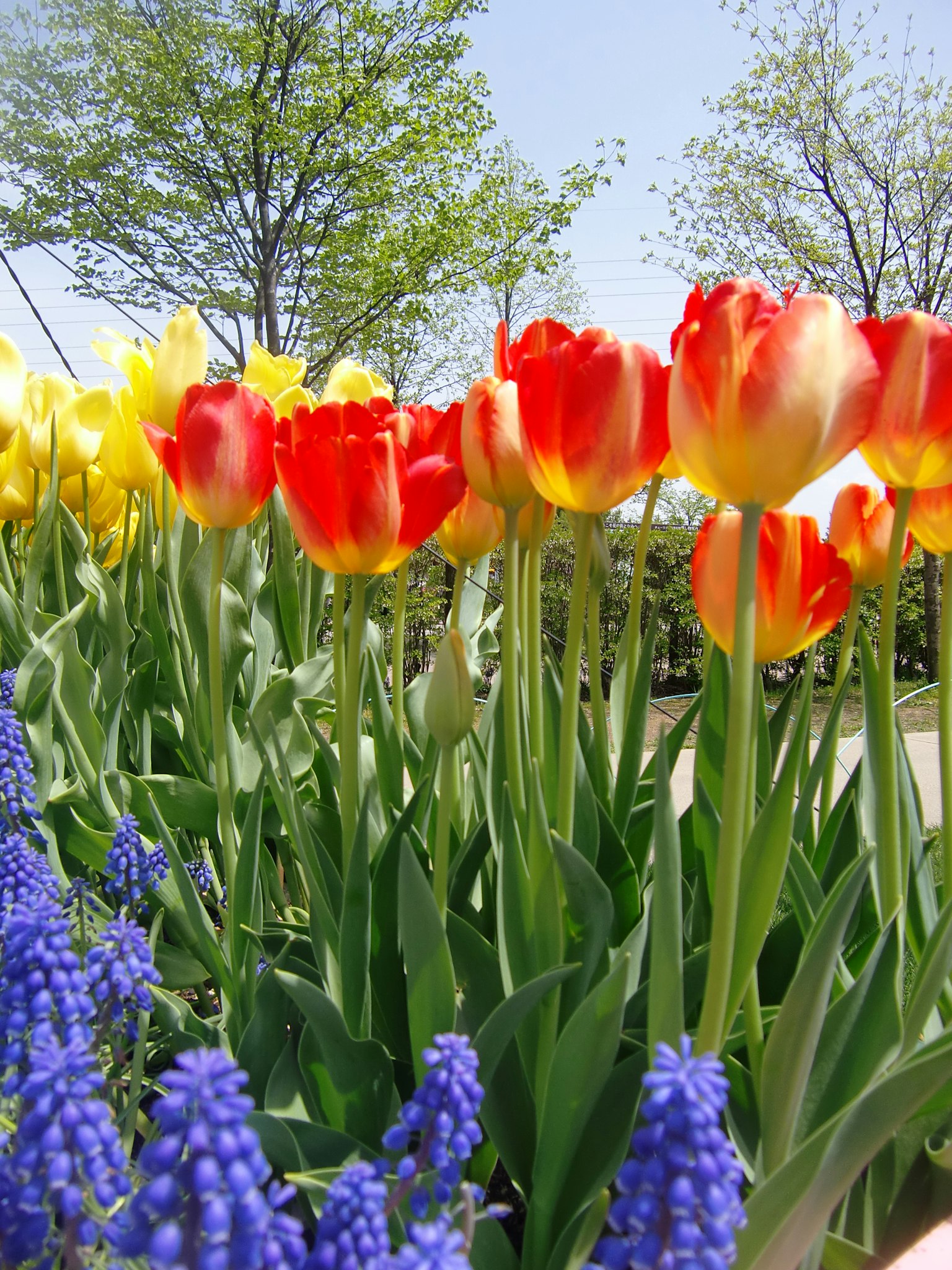 Tulipanes coloridos y muscari floreciendo en un jardín