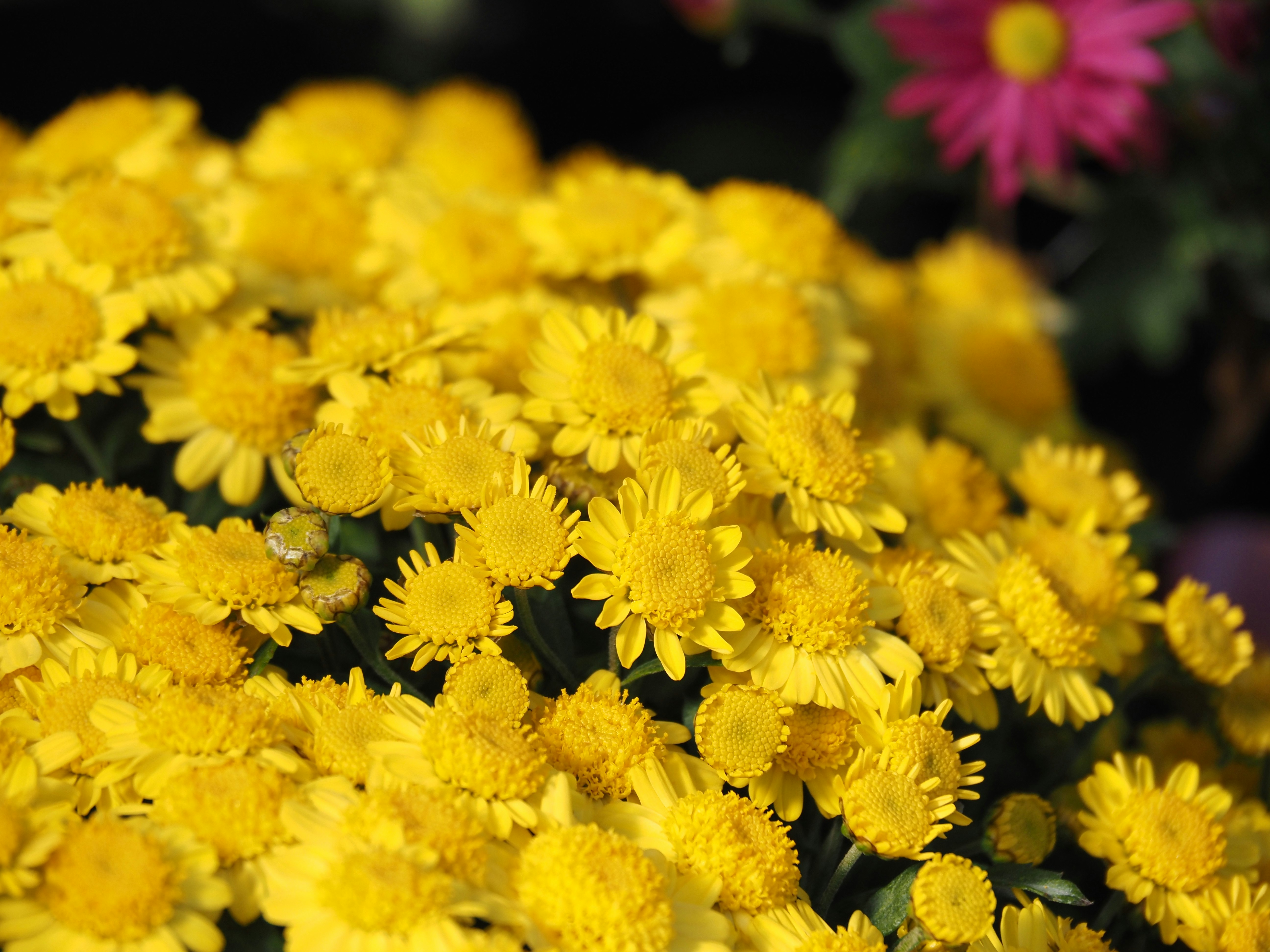 黄色い菊の花のクローズアップ