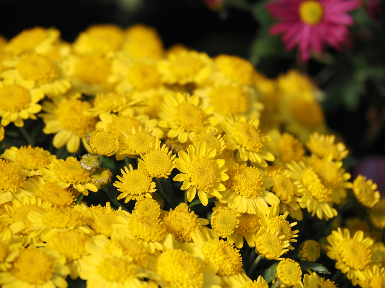 Fiori gialli vivaci di crisantemi in piena fioritura