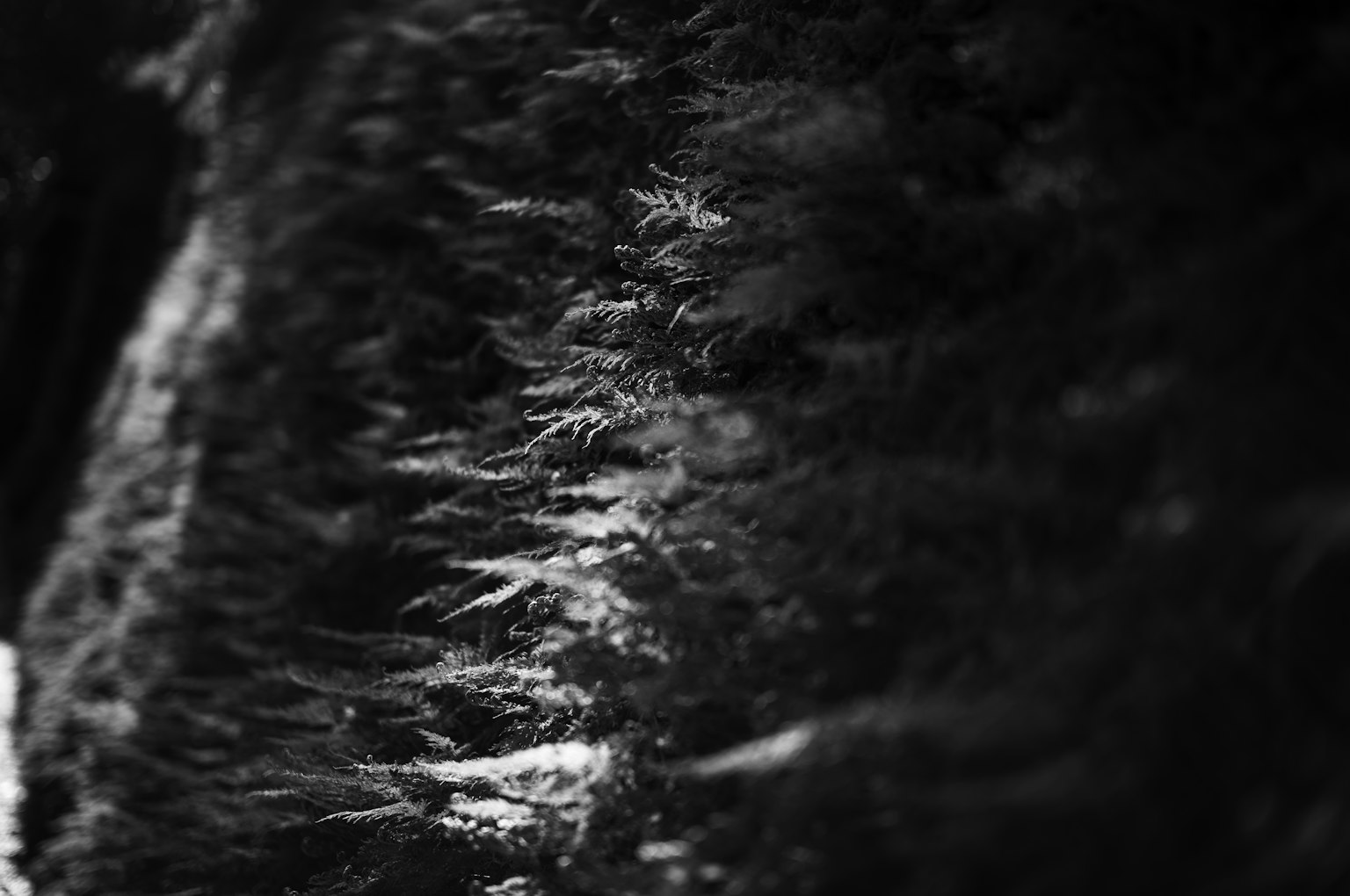 Black and white image featuring green leaves