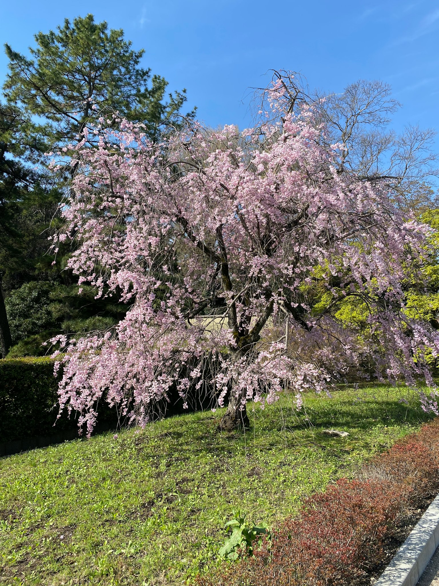 Un albero di ciliegio in fiore con bellissimi fiori rosa in un paesaggio sereno