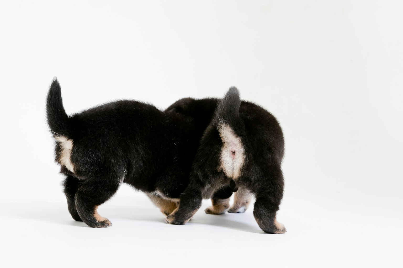 Dos cachorros negros frente a frente