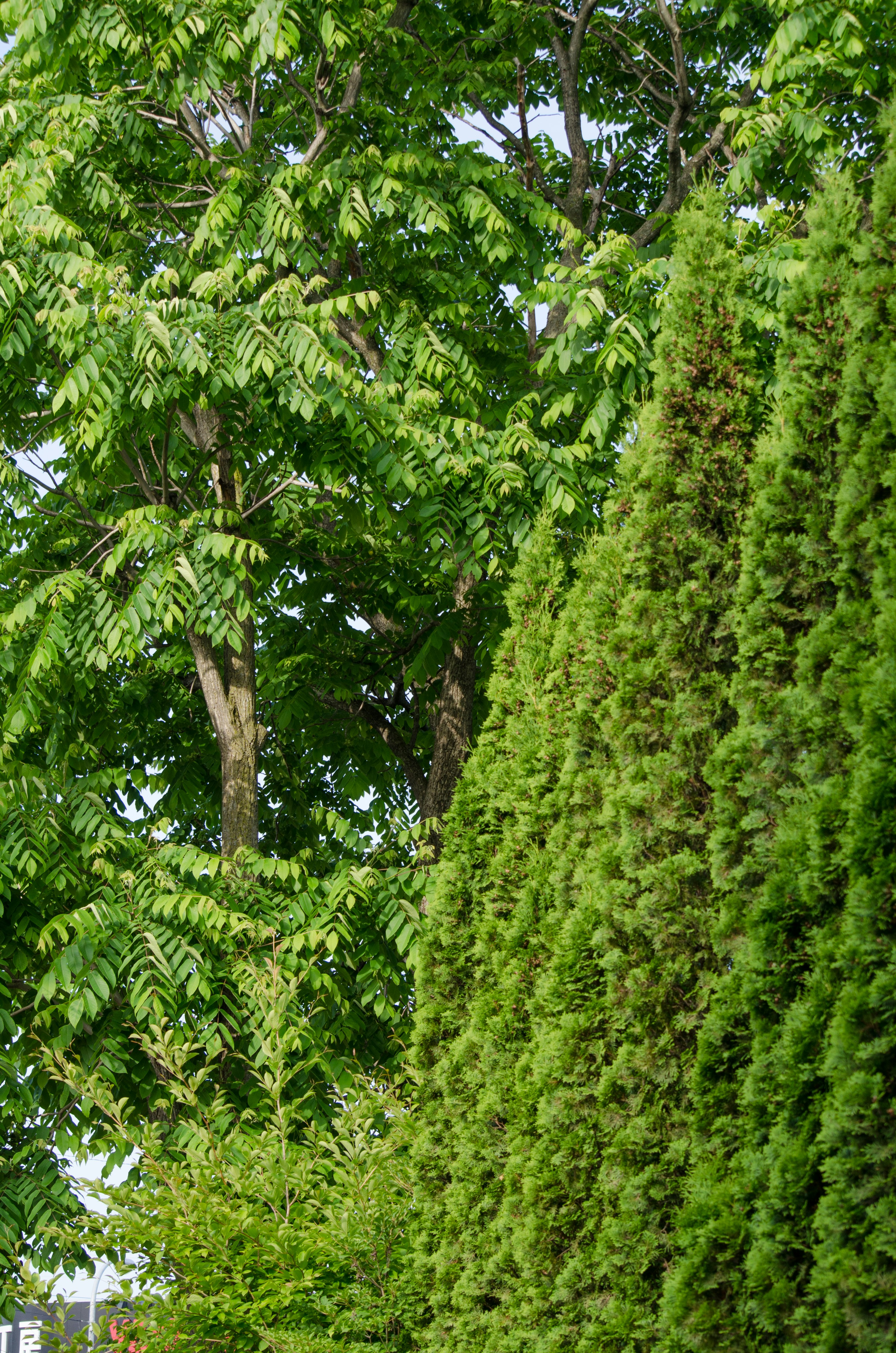 lush green trees and dense foliage landscape
