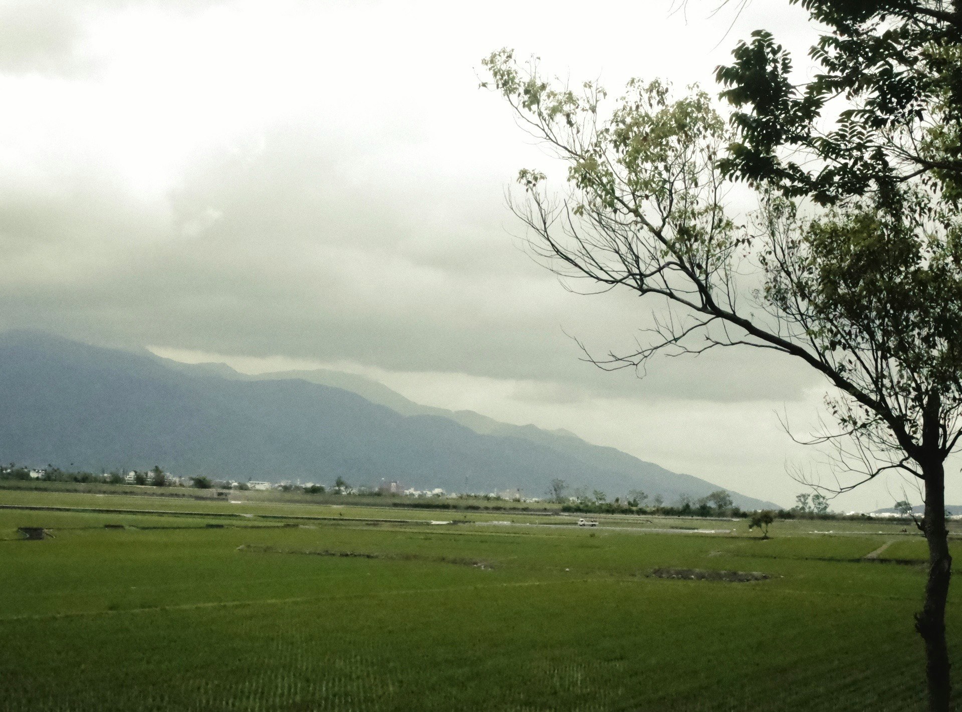 緑の田んぼと山々の風景 曇り空の下の自然の景観