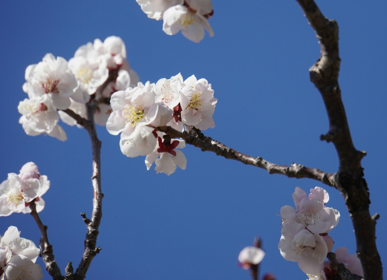 Bunga sakura dan cabang di bawah langit biru