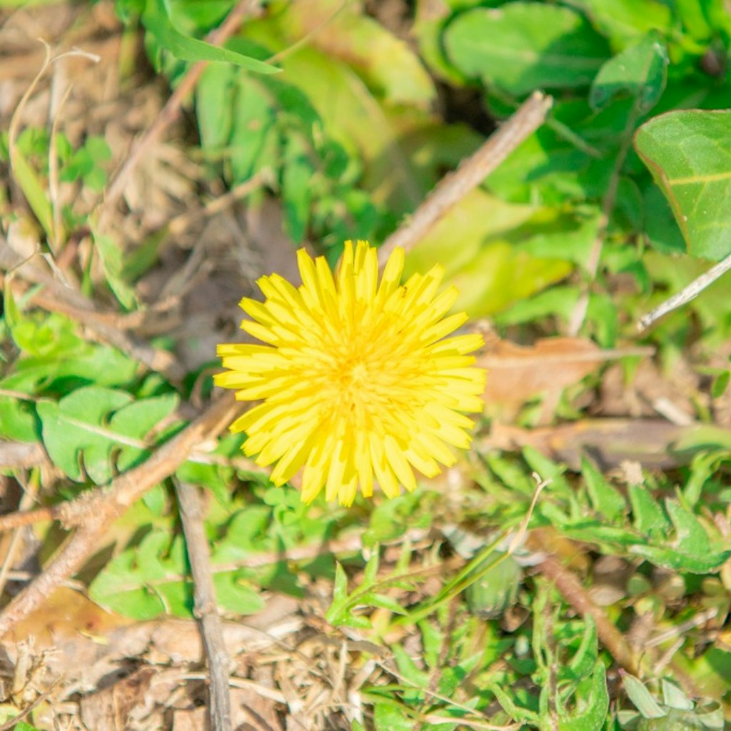 osono_photo