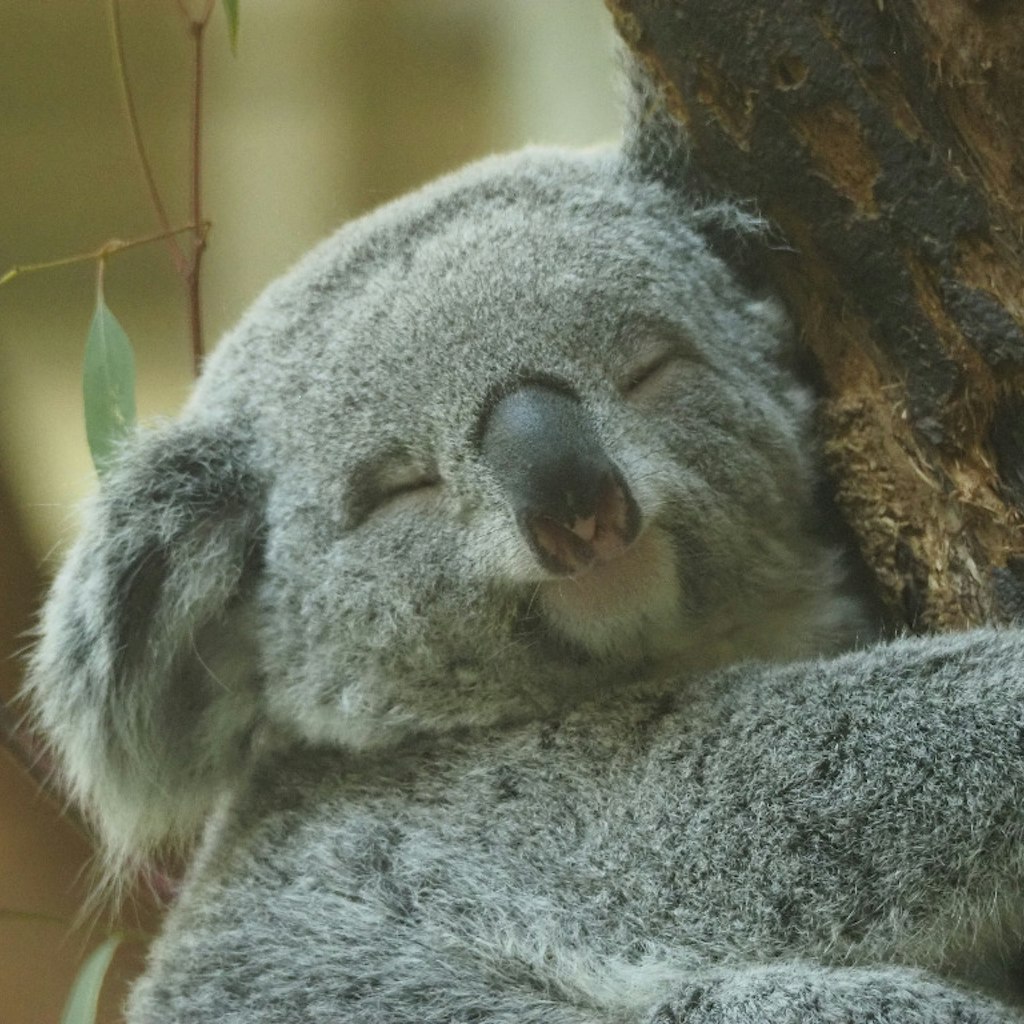 おいしいみそしる