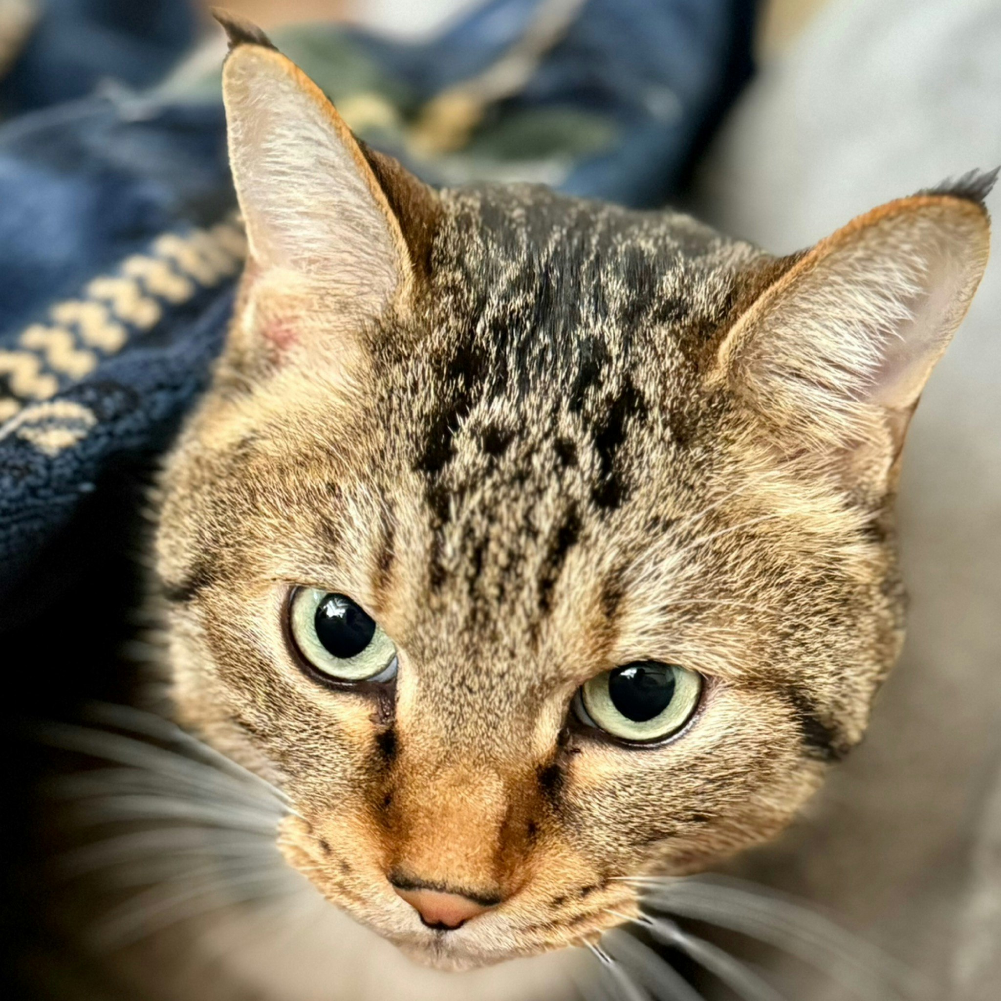 @hukuyoka_kisara77422