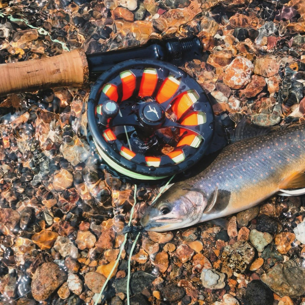 @cardiff.trout