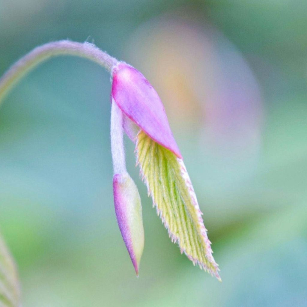 littlekiss photography