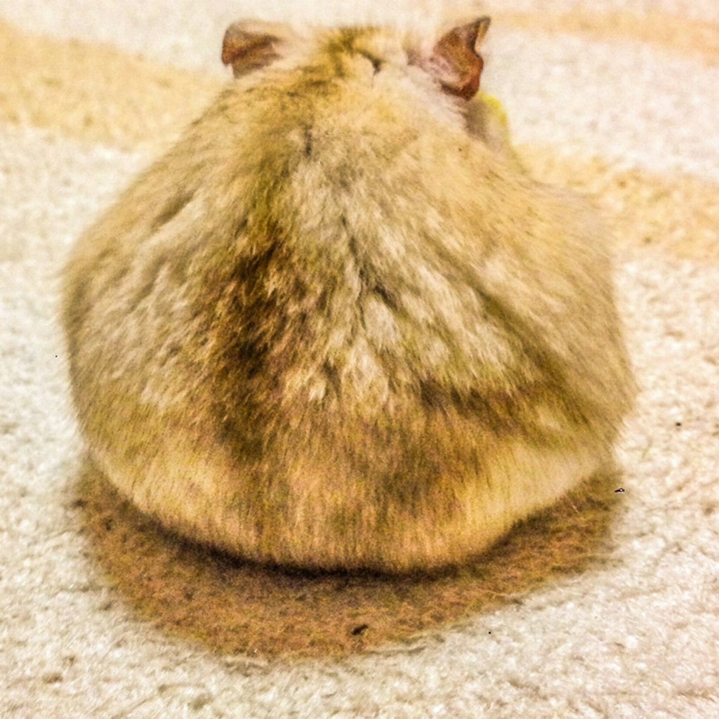 ぶらいあんと