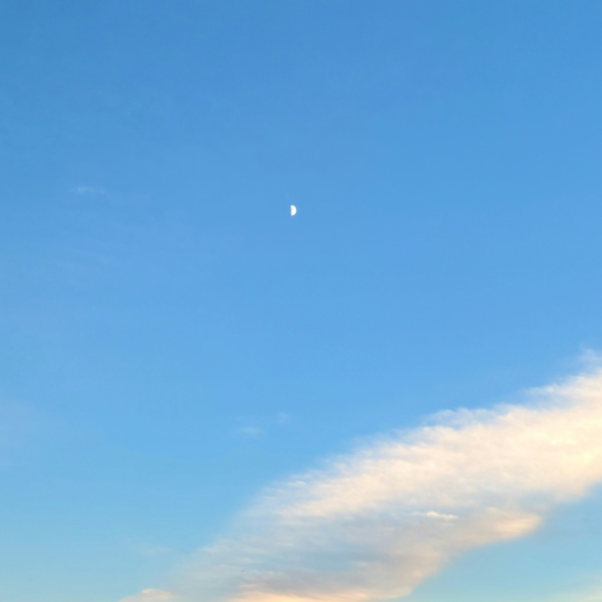 @こひつじ