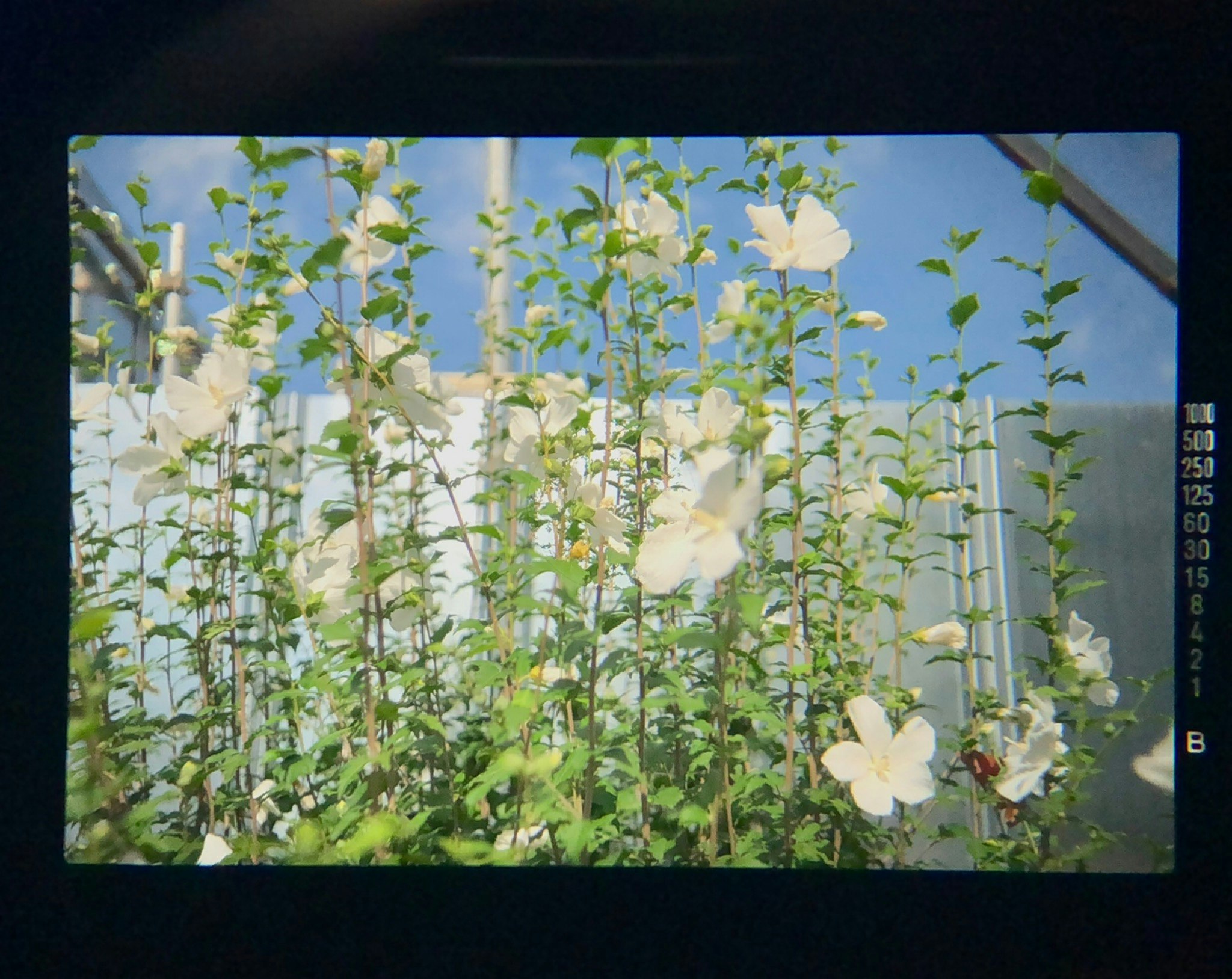 Filmmango