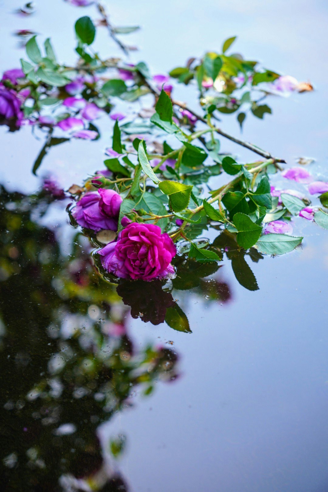 @ruriri_photo