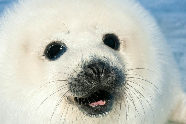 @loneseal