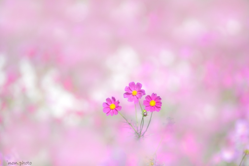 @flowerphoto.1120