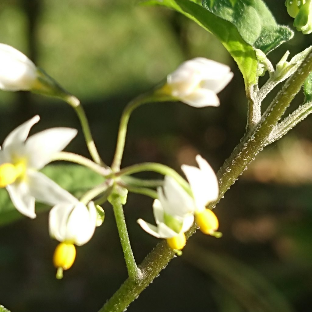 @kokophoto_gomakurimon