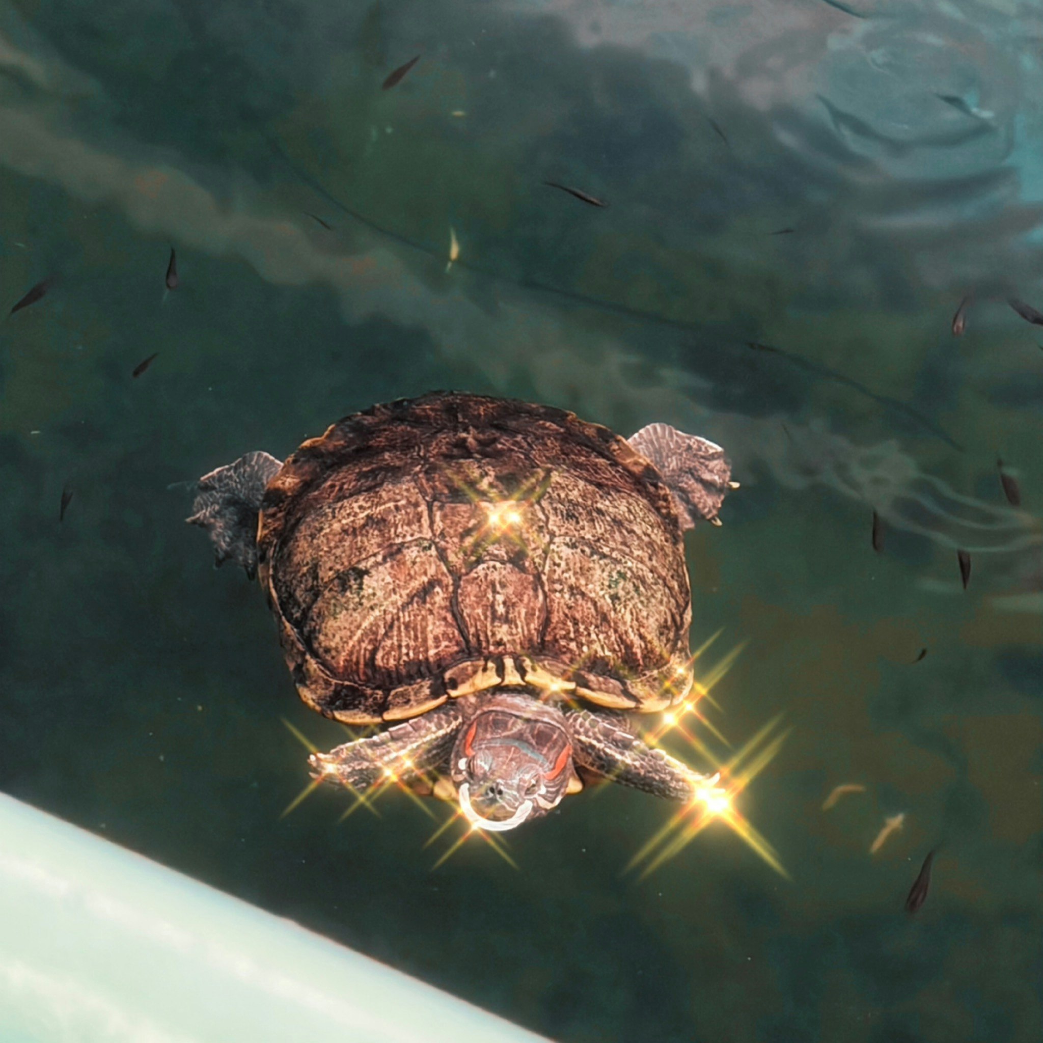 @Keira Low