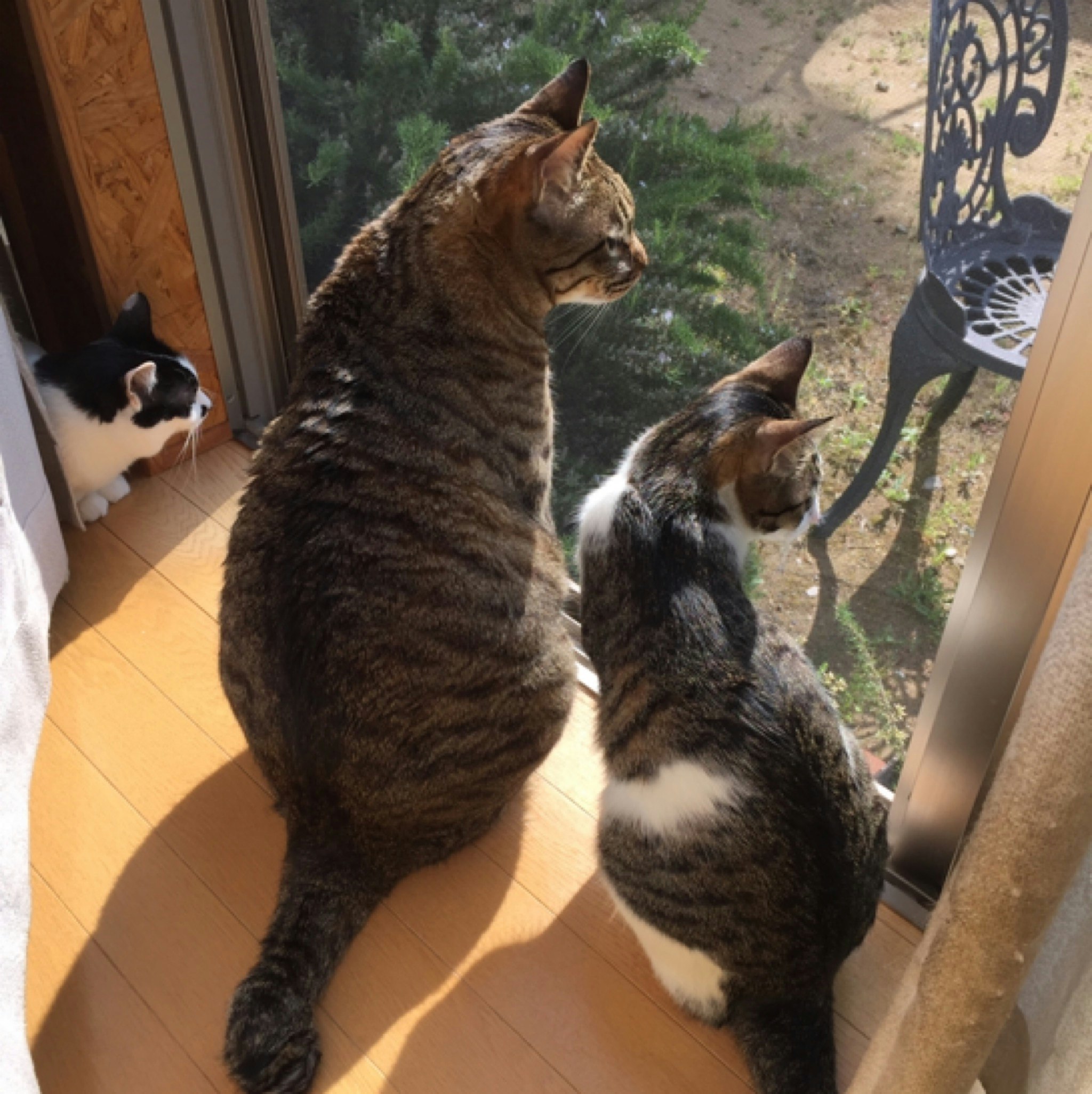 nekoyashiki